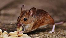 24 Hour & Emergency Exterminators in Myersville, MD